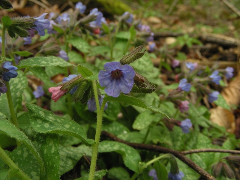 Pianta con fiori blu - Pulmonaria officinalis